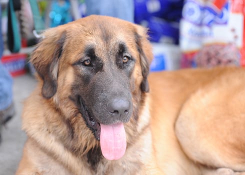 Một trong 3 chú chó Leonberger (Bec giê sư tử) từ Đức về Việt Nam với giá hơn 3.000 Euro một con.