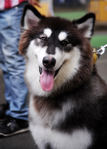 Chú chó Alaska nổi tiếng của Bắc Mỹ đến tranh tài tại Cuộc thi chó đẹp thế giới năm 2012. 