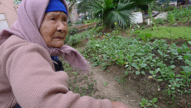 Bà đang bực mấy thằng trộm. Sáng 29/12 vừa qua, khi xuống thăm vườn rau, bà phát hiện 10 cây rau xà lách đã bị nhổ trộm mất. Đợt trước, chúng đổ cả nước ra, lấy thùng xốp để bán. 