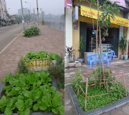 Không chỉ ở các khu đô thị, trên vỉa hè nhiều đường phố, các bồn cây xanh cũng được tận dụng để trồng rau.