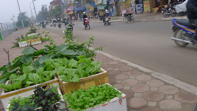 Trên đường Kim Giang (Hà Nội), màu rau xanh mướt.