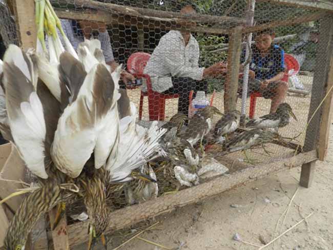 Hiện nay, ở nhiều tỉnh trên cả nước, chim trời với đủ các loài như cò, cói, gà nước, gà lôi, diệc…bị người dân sử dụng lưới, cò mồi, nhựa dính bẫy bắt. Cứ mỗi lần quây lưới có tới gần chục con chim trời trong chớp mắt bị tóm gọn. 