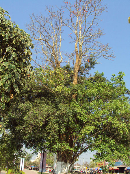 Cây Đôi – Si và Tơ-đáp