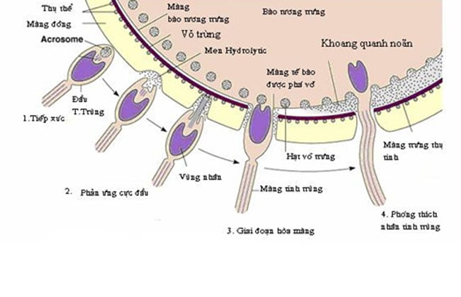 Trong một nghiên cứu mới đây của các nhà khoa học thế giới tiến hành với trên 26.600 người đàn ông Pháp trong hơn 15 năm. Sau 17 năm, lượng tinh trùng trong tinh dịch của đàn ông Pháp giảm xuống bình quân là 32,2%, tương đương với 1,9%/năm. Số lượng tinh trùng của đàn ông Pháp đang ở mức báo động. Với khoảng dưới 55 triệu tinh trùng/ml, các cặp đôi sẽ cần nhiều thời gian hơn để thụ thai.