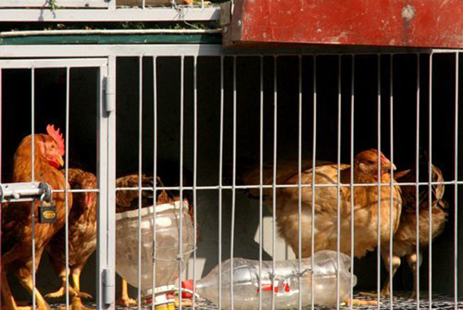 Hai chú gà chọi được nuôi ở tầng 1, tầng hai là 5 con gà mái, tầng ba là những con gà trống tơ.
