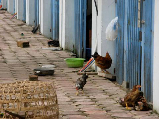 Vì vậy một số người Hà Nội lựa chọn giải pháp an toàn, tự tăng gia nuôi gà, vừa đảm bảo biết rõ nguồn gốc xuất xứ, lại vừa có thể đảm bảo gà chất lượng thịt gà. (Theo VNN)