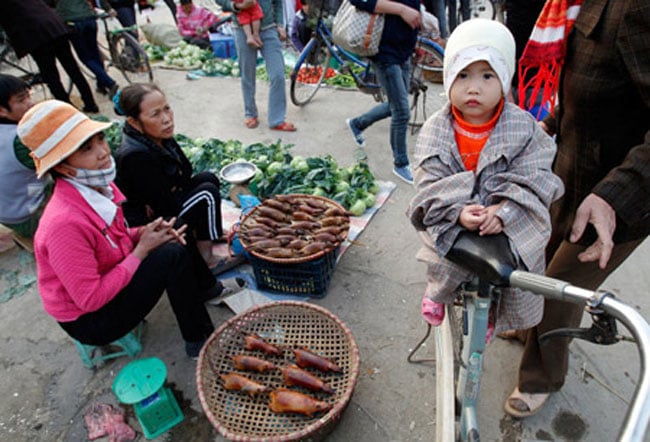  Thì chợ chuột Phù Dật ở ấp Bình Chiến, xã Bình Long, huyện Châu Phú, An Giang được gọi là chợ chuột lớn nhất miền Tây vẫn hoạt động tấp nập như   tết