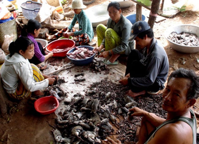 Tại một số khu vực của Đồng Bằng Bắc Bộ như Từ Sơn (Bắc Ninh), Thạch Thất, Hoài Đức (Hà Nội) thịt chuột cũng là một phần không thể thiếu của mâm cỗ trong đó có cả cỗ cưới. 1kg chuột sau khi chế biến có giá khoảng 80.000đ.