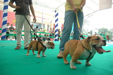  Theo Hiệp hội những người nuôi chó giống Việt Nam (VKA), ban tổ chức cuộc thi đã gửi thư mời đến 85 quốc gia trên thế giới. Hiện đã có khoảng 150 chủ nhân “thí sinh” tại nhiều quốc gia trên thế giới như Thái Lan, Malaysia, Inđonexia… đăng ký tham dự.