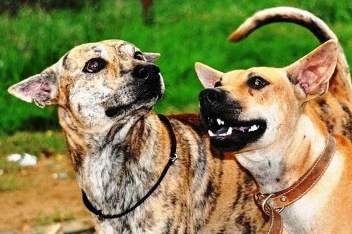 Đốm (trái), chó Phú Quốc của Việt Nam du đấu tại Cuộc thi chó đẹp quốc tế 2011 ở Paris. 