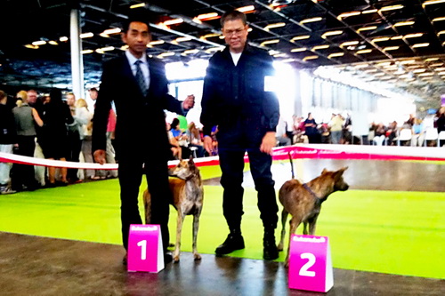  Còn Vện - chú chó Phú Quốc thứ hai có mặt trên sàn đấu cuộc thi Chó đẹp nhất giống (Best of Breed - BOB) của chó Phú Quốc tại Giải vô địch quốc gia Pháp, đã được giám khảo xếp loại “Excellent” (xuất sắc)! Ảnh Đốm và Vện ở Paris 