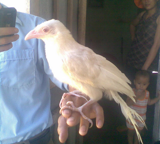 Theo thông tin được công bố, nó được bắt vào mùa hè 2011 khi còn non. Chú chim được nuôi dạy từ nhỏ nên rất dạn người.
