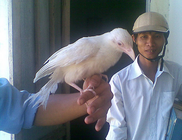 Chim bạch tạng ở Việt Nam thường được bán với gia rất cao, đặc biệt là với các loài chim cảnh. Từng có trường hợp chào mào bạch tạng được bán với giá xấp xỉ 100 triệu đồng.