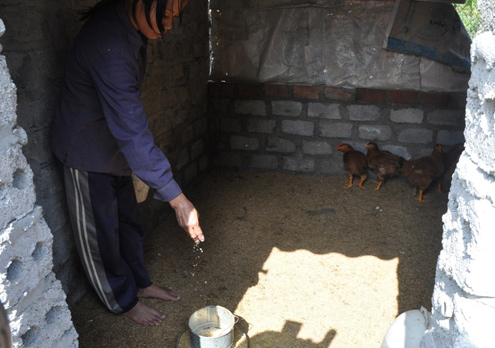 Chị Thủy nuôi vài con gà bán lấy đồng ra đồng vào và kiếm trứng cho con ăn. 