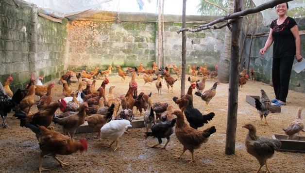 Nhiều hộ dân lo lắng về quy định phạt 1 - 2 triệu đồng do nuôi gà trong thành phố