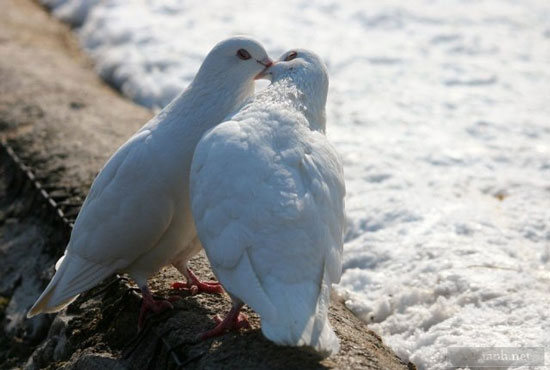 Nụ hôn say đắm của cặp chim bồ câu trắng giữa không gian lãng mạn.