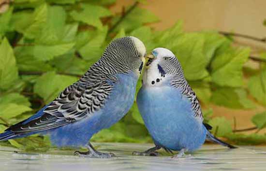 Loài chim có lẽ là loài động vật có tình yêu mãnh liệt không kém con người.