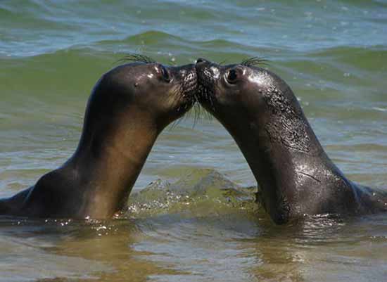 Một nụ hôn đầy lãng mạn trên sóng biển.