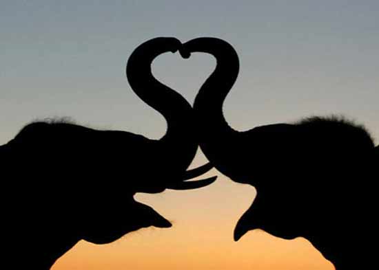 Biểu tượng của tình yêu, hôn nhau bằng vòi cũng là một nét đặc trưng của loài voi.
