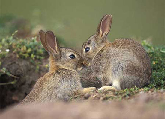 Nụ hôn có đôi chút thẹn thùng của đôi thỏ giữa thiên nhiên.