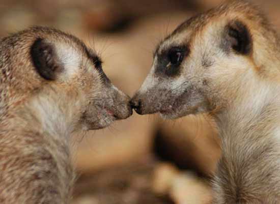 Hay e ấp của hai chú chồn Meerkat hoang dã châu Phi.