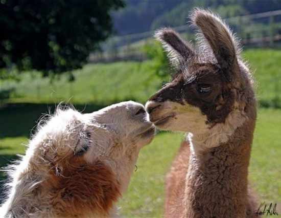 Một nụ hôn của cặp đôi không cùng loài.
