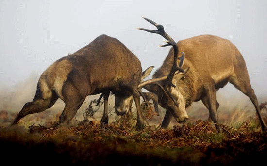 Cuộc đọ sừng của hai con hươu đực mùa sinh sản.