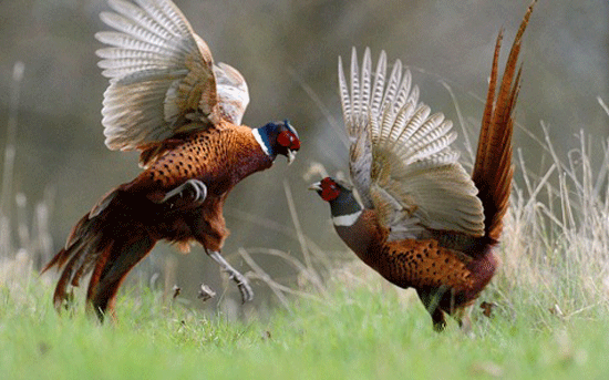 Loài chim tuyệt đẹp cũng đánh nhau khốc liệt giành bạn tình.