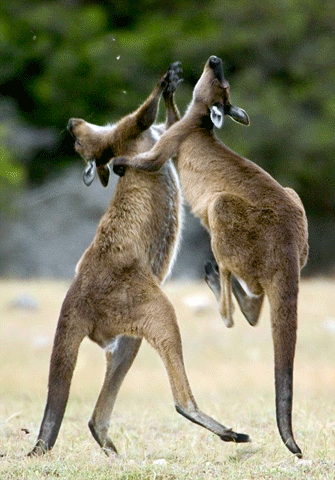 Kanguru cũng không phải là ngoại lệ.