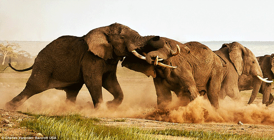 Cuộc chiến tình yêu của loài voi có lẽ là khốc liệt nhất.
