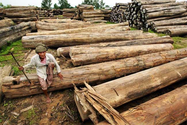Chính phủ Myanmar dự kiến sẽ cấm xuất khẩu gỗ teak nguyên liệu từ năm 2014. Tuy nhiên, Myanmar muốn thúc đẩy xuất khẩu các loại hàng hóa sản xuất bằng loại gỗ này - Nguồn: The Irrawaddy/Ảnh: Paula Bronstein/Getty Images.