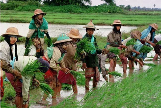 Nông nghiệp là lĩnh vực tạo công ăn việc làm cho hầu hết 64 triệu dân của Myanmar và đóng góp 36% GDP của nước này - Ảnh: AP Photo/Richard Voger.