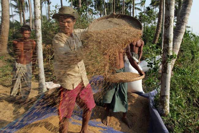 Theo dự báo, xuất khẩu gạo của Myanmar sẽ tăng lên mức 3 triệu tấn vào năm 2017, từ mức 1,5 triệu tấn dự kiến đạt được trong năm 2013 - Nguồn: Bloomberg/Ảnh: Paula Bronstein/Getty Images.