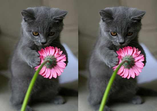 Hãy xem ảnh con mèo cầm hoa đáng yêu này. Bức hình này sẽ khiến cho trái tim bạn tràn đầy yêu thương và niềm hạnh phúc. Con mèo xinh đẹp này đã trở thành một người đầy yêu thương và sự chăm sóc.