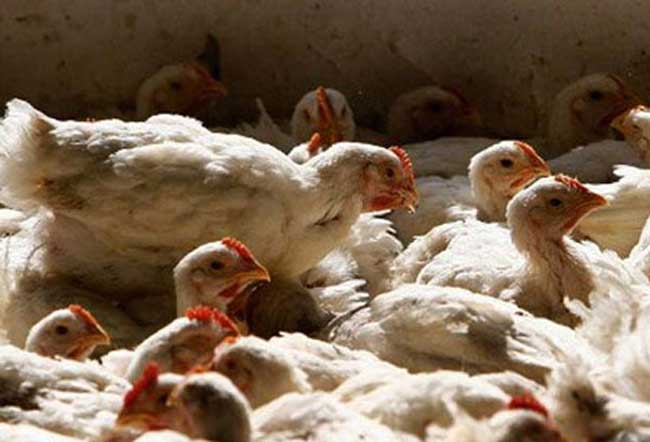 Báo Chứng Khoán Trung Quốc đưa tin lượng thịt gà Yum! Brands sẽ tiêu hủy lên đến 57 tấn. Giữa tháng 12/2012, Đài truyền hình trung ương Trung Quốc (CCTV) đưa tin Yum! Brands mua thịt gà tươi từ hai nhà cung cấp ở tỉnh Sơn Đông, trong đó có Công ty Lục Hòa. Công ty này thu mua gà nguyên liệu từ một số trang trại chuyên “vỗ béo gà siêu tốc” bằng 18 loại kháng sinh và hóa chất cấm.