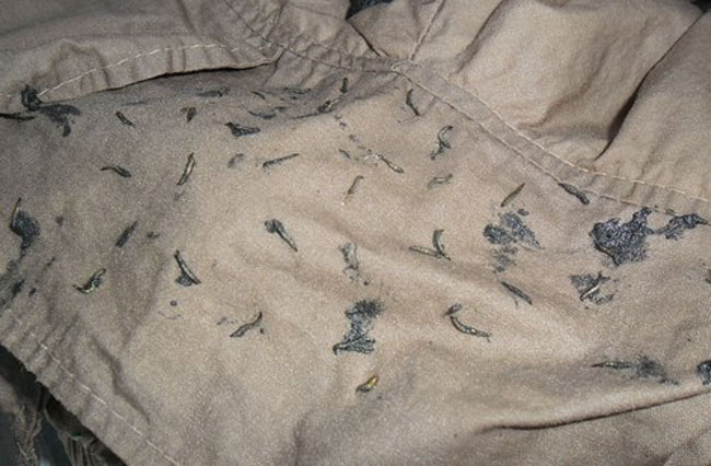 Các nhà khoa học không thể xác định được loài côn trùng, ký sinh trùng được phát hiện trong quần áo mới này.