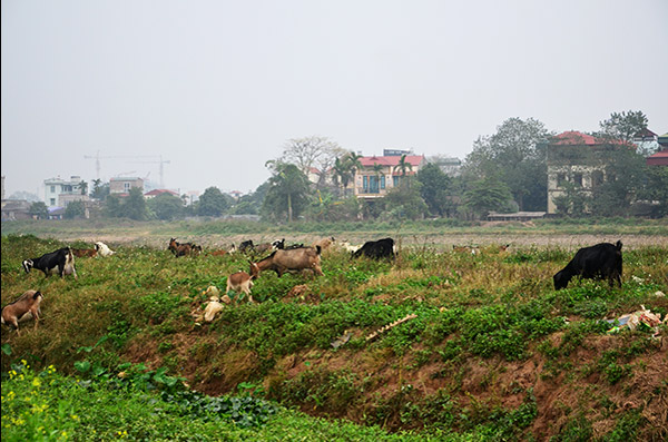 Chăn nuôi ở bãi đất trống, đang chờ quy hoạch, ông rất an tâm bởi tính vệ sinh chuồng trại và không hề ảnh hưởng đến môi trường của những người xung quanh.