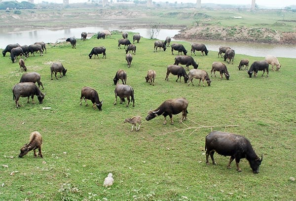 Ông Tiến cho biết để chăn được đàn trâu này, ông phải làm chuồng trại ở ngay sát sông Hồng, vì ở đó vừa nhiều cỏ, lại hợp với sở thích “tắm bùn” của trâu, và hơn nữa là xa khu dân cư, không để ảnh hưởng đến hàng xóm.