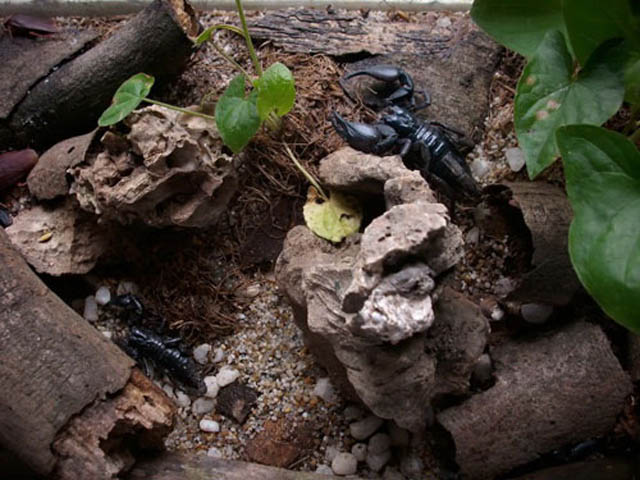 Một loài bọ cạp đen được rao bán rộng rãi trên mạng với mức giá từ  25.000 - 50.000 đồng/con.