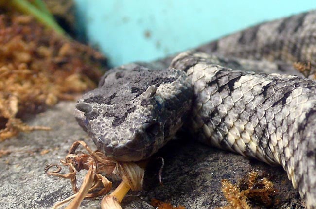 Đó là rắn lục sừng (Trimeresurus cornutus), một loài rắn có kích cỡ trung bình thuộc họ rắn lục. 