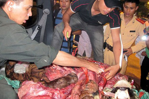 Ngày 12/10/2012, tổ công tác tuần tra 141 đã bắt giữ được một xe ô tô chở xác hổ với phần thịt bị xẻ cùng bộ lông và phần đầu còn nguyên vẹn. Đối tượng bị kiểm tra khai từ Thanh Hóa ra Hà Nội, chứng tỏ, con hổ xấu số này đã có một điểm đến rõ ràng tại Thủ đô.