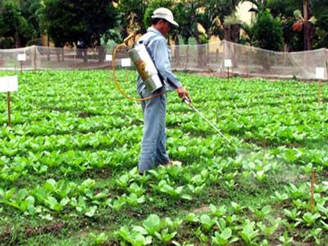  Rau cải là loại rau thu hút nhiều sâu bọ khi trồng trên đất. Vì vậy, các chủ vườn thường tăng cường tưới thuốc trừ sâu, phân đạm cho rau vào khoảng thời   gian trước khi thu hoạch. 