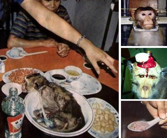 Gần đây ở Việt Nam, khỉ bị tiêu diệt rất nhiều, trở thành món ăn đặc sản. Để có được món ăn khỉ được nhiều đại gia Việt ưa chuộng, các chú khỉ đã bị giết một cách dã man.