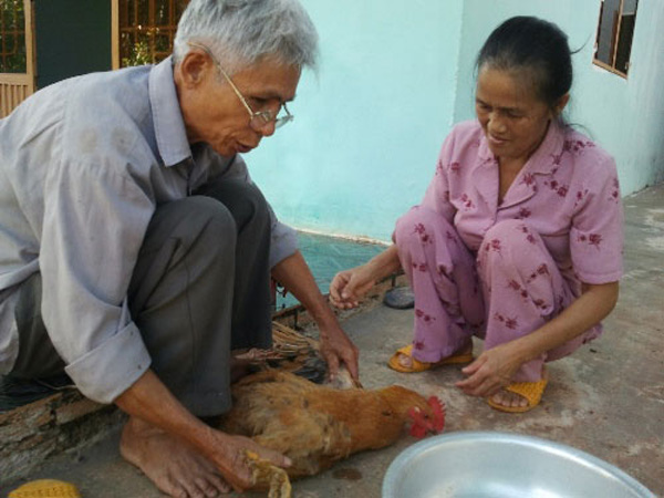 Không phải ai cũng biết cách thiến gà. Trong các làng, bản ở miền Bắc thường xuất hiện những thợ “thiến”. Mỗi khi nhà nào có nhu cầu thiến gà thường phải mời người về thiến. Sau đó, gia chủ chỉ trả công cho người thiến gà bằng bữa cơm, rượu hoặc gửi gói thuốc lá làm quà. Trong ảnh, ông Nghiệp Văn Chung (trái) - thợ thiến gà có tiếng ở ấp Phước Tâm, xã Tân Phước, huyện Đồng Phú, Bình Phước đang thiến gà cho người dân trong làng.