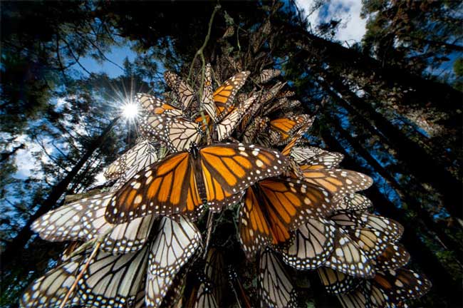 Hàng triệu chú bướm đầu kín trên những cây linh sam trong rừng ở Mexico sau khi trải qua chặng đường dài từ miền nam Canada qua nước Mĩ để tới đây.