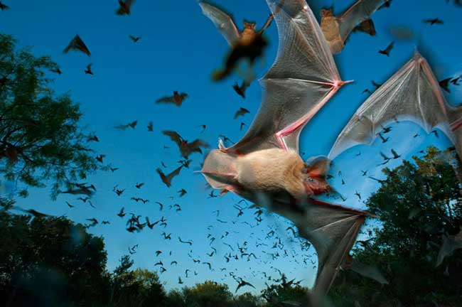 Những chú dơi ăn hoa quả ở Mexico đang bay ra khỏi hang ở Eckert James River Bat Cave để kiếm ăn khi trời chiều.