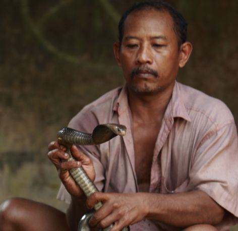   Tại một lò mổ trong ngôi làng nhỏ ở Java (Indonesia), Wakira đang xử lý một con rắn hổ mang lớn đang quằn quại và rít lên trong tay ông. Đó thường là phản ứng cuối cùng của nó trước khi bị lột da - bước đầu tiên trong quá trình sản xuất ra những chiếc túi xách.