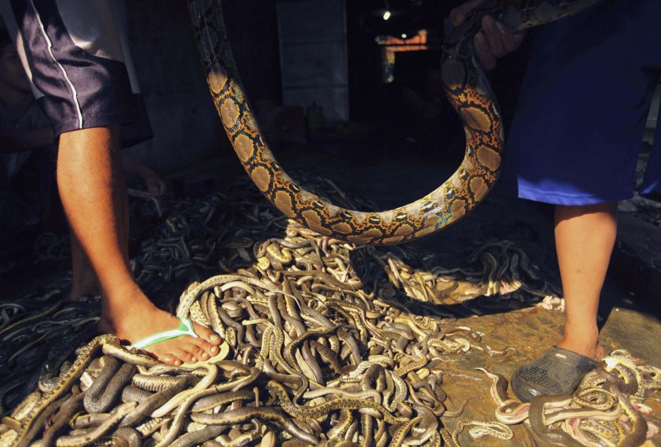  Wakira được mệnh danh là Ông chủ rắn hổ mang bởi ông là chủ sở hữu một lò mổ chuyên cung cấp da rắn và thịt rắn, trăn. Lò mổ có 15 công nhân của Wakira đem lại cho ông khoản thu 15 triệu rupiah (1.562 USD) mỗi tháng.  