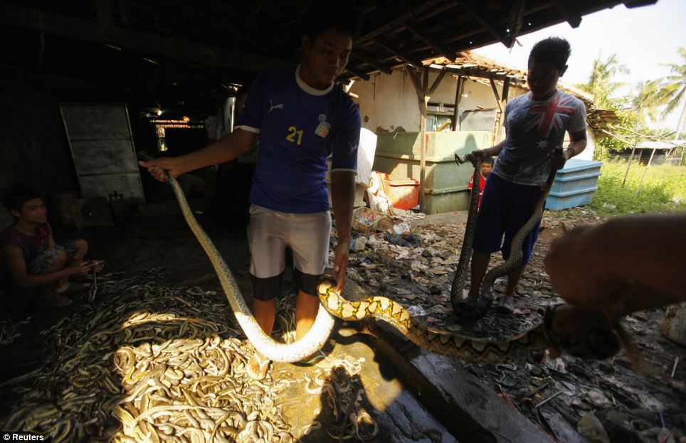  Trong lò mổ nằm ở ngôi làng Kapetakan, gần Cirebon, tỉnh Tây Java hàng ngàn con rắn hổ mang bành đã bị lột da mỗi tháng để cung cấp nguyên liệu sản xuất túi xách, giày dép, ví và thắt lưng cho các nhà xưởng ở các tỉnh Tây và Trung Java.