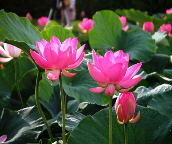 Bên cạnh hình tượng trâu vàng, Hoa sen – loài hoa thể hiện sự thanh khiết, cao sang đã được chọn làm quốc hoa của Việt Nam vào tháng 6/2011.
